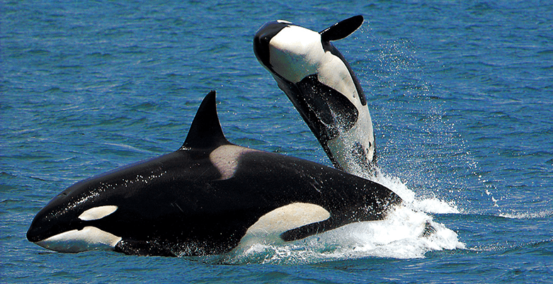 Orcas